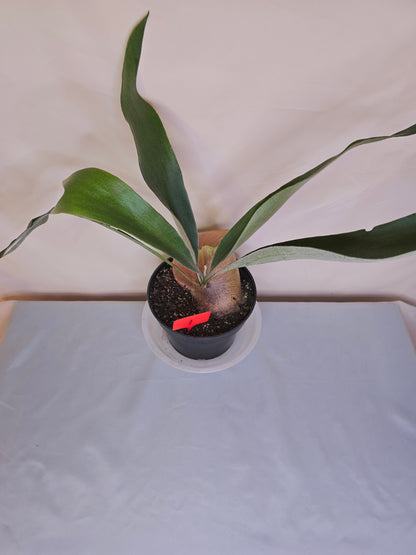 Platycerium Bifurcatum, Fern, The only plant for sale as pictured