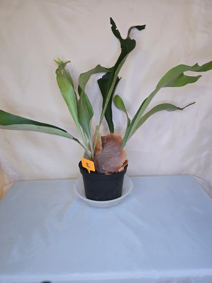 Platycerium Bifurcatum, Fern, The only plant for sale as pictured