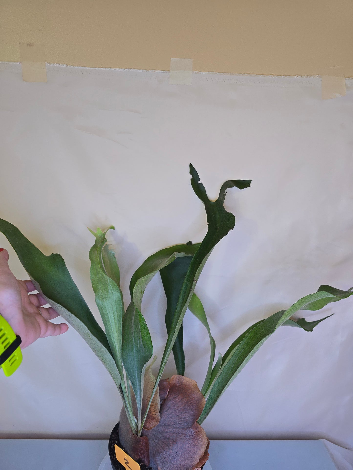 Platycerium Bifurcatum, Fern, The only plant for sale as pictured