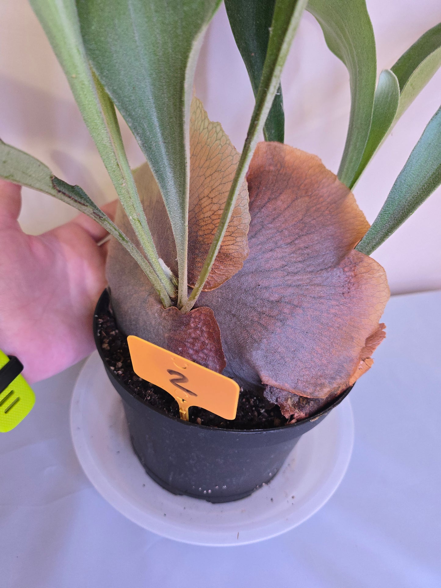 Platycerium Bifurcatum, Fern, The only plant for sale as pictured