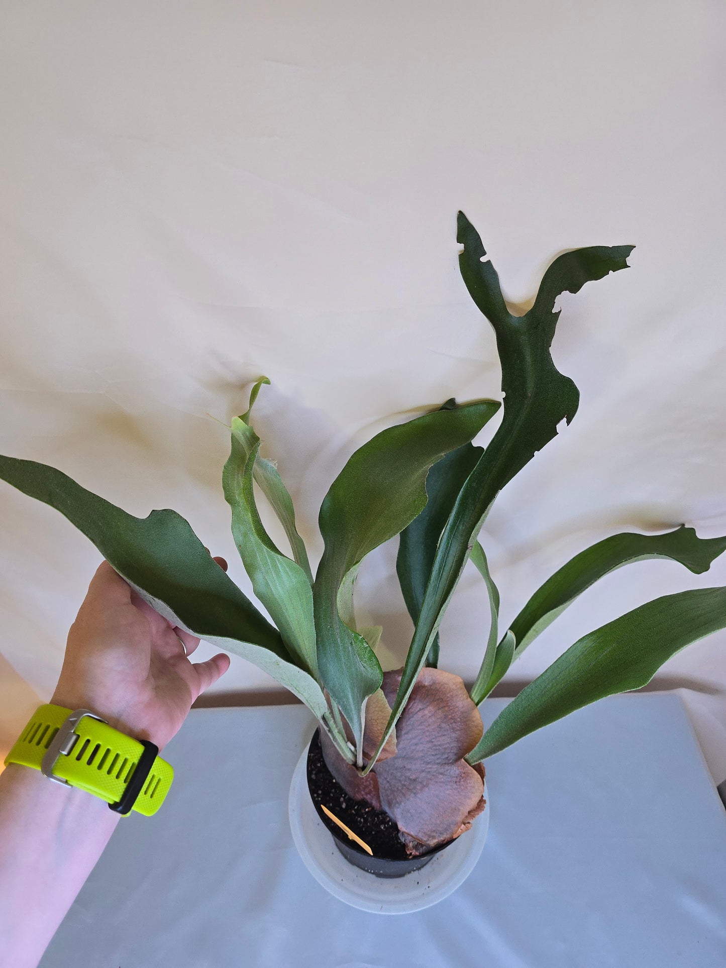 Platycerium Bifurcatum, Fern, The only plant for sale as pictured