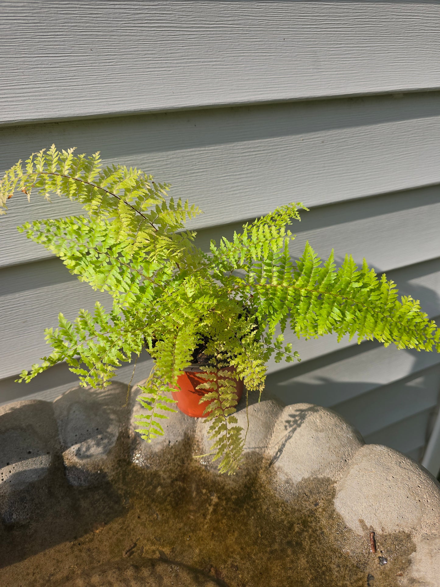 Nephrolepis Exaltata 'Green Fantasy', Fern
