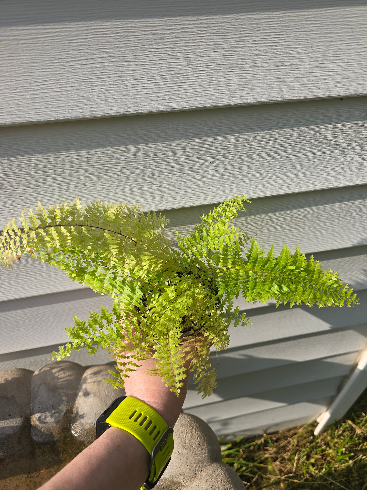 Nephrolepis Exaltata 'Green Fantasy', Fern