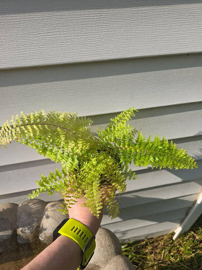 Nephrolepis Exaltata 'Green Fantasy', Fern