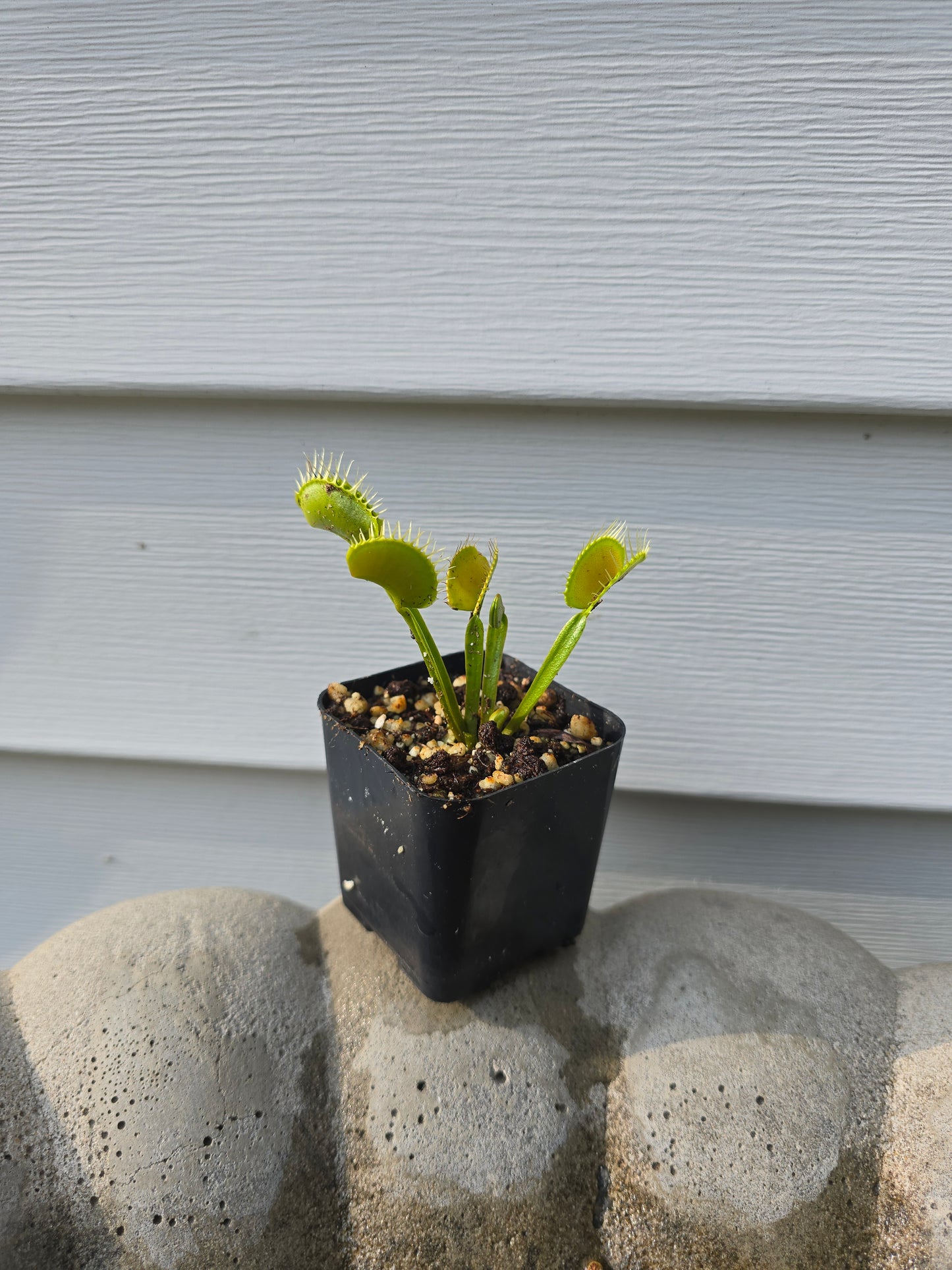 Dionaea muscipula, 2'', Venus flytrap, Live Plant