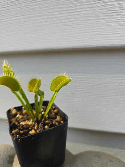 Dionaea muscipula, 2'', Venus flytrap, Live Plant