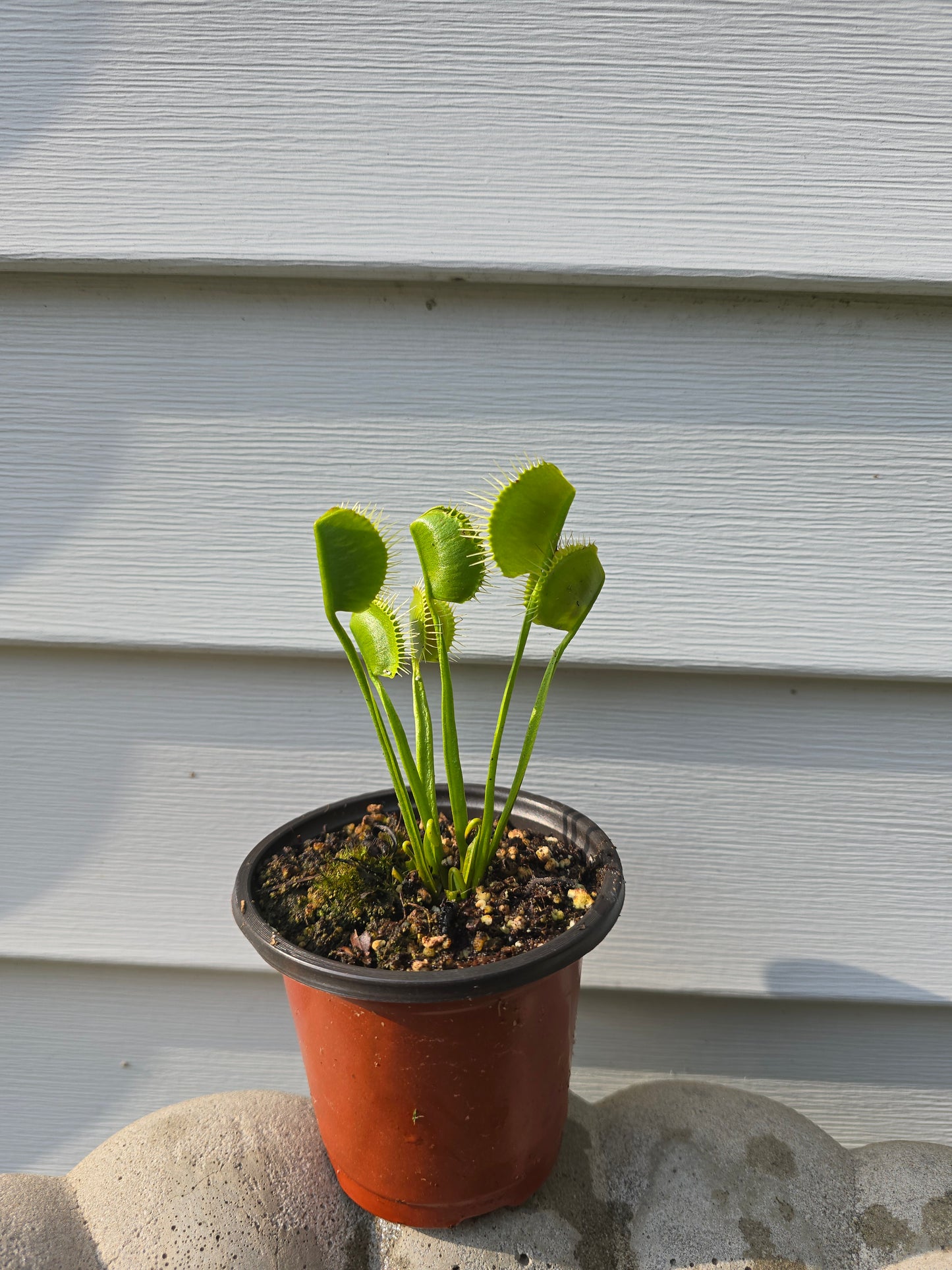 Dionaea muscipula ''WIP Slim Snapper'', 3.5'', Venus flytrap, Live Plant