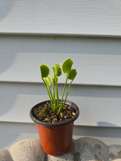 Dionaea muscipula ''WIP Slim Snapper'', 3.5'', Venus flytrap, Live Plant