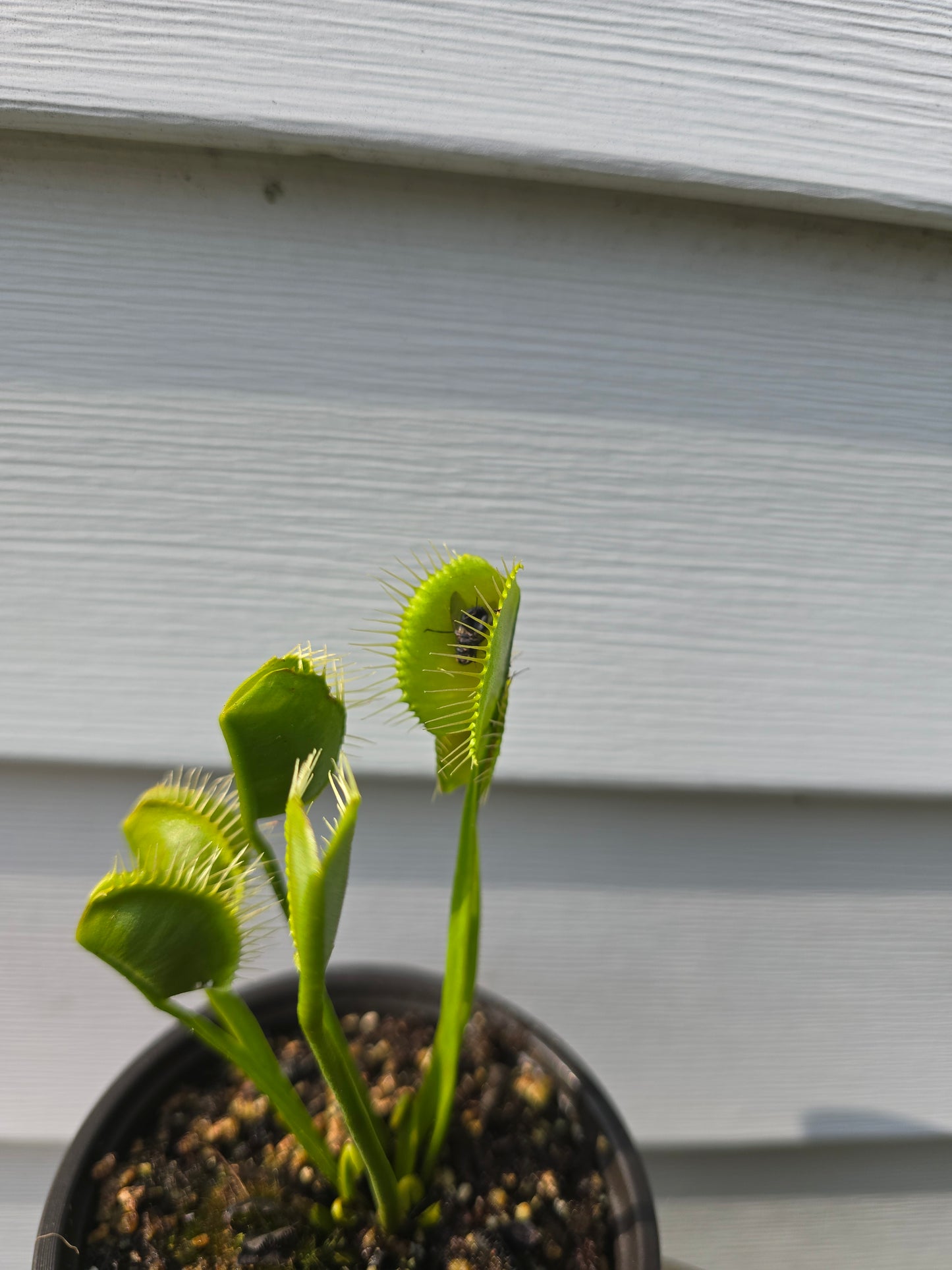 Dionaea muscipula ''WIP Slim Snapper'', 3.5'', Venus flytrap, Live Plant