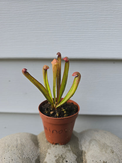 Sarracenia Minor, 2", Purple Pitcher Plant, Live Plant