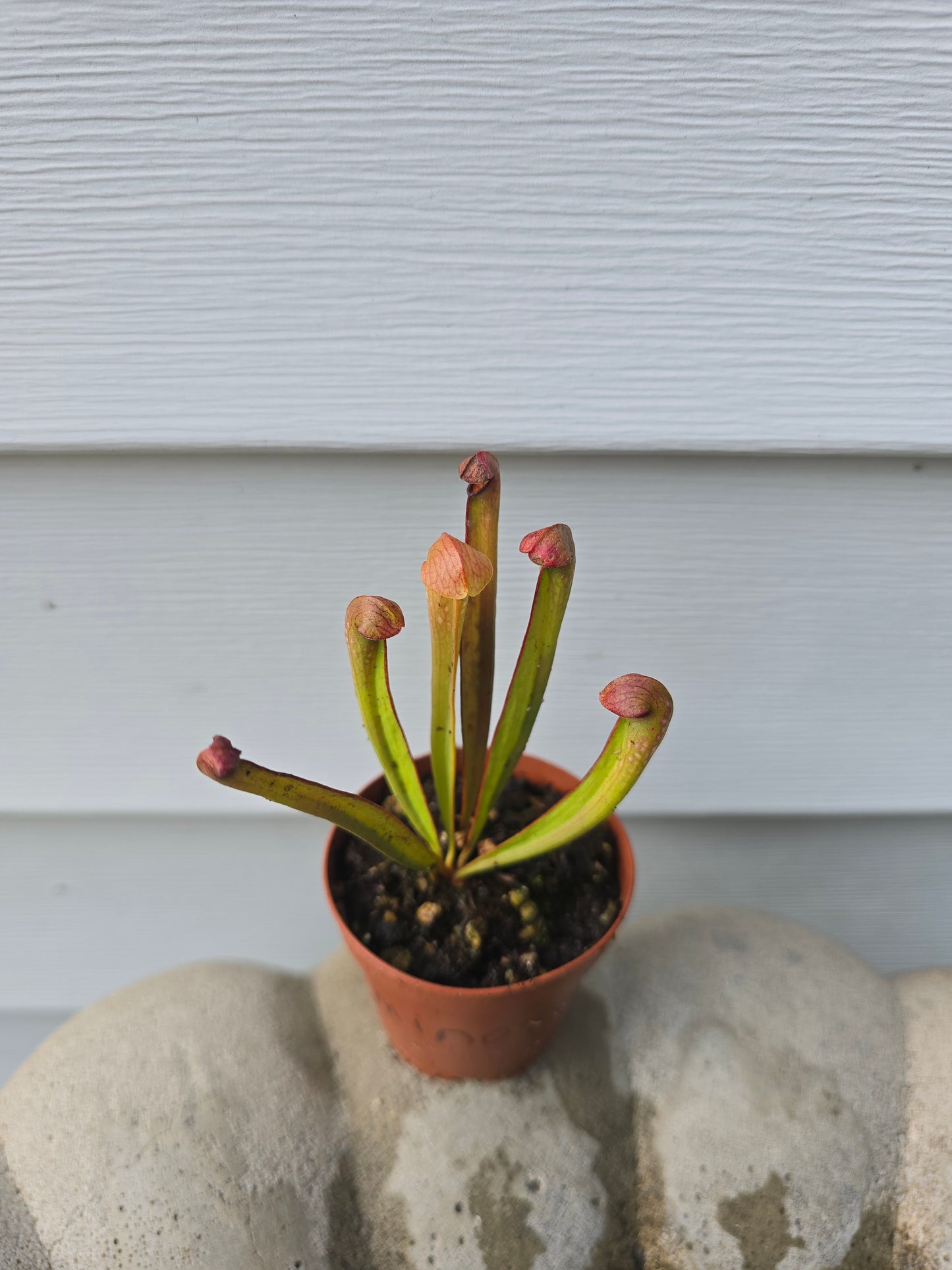 Sarracenia Minor, 2", Purple Pitcher Plant, Live Plant