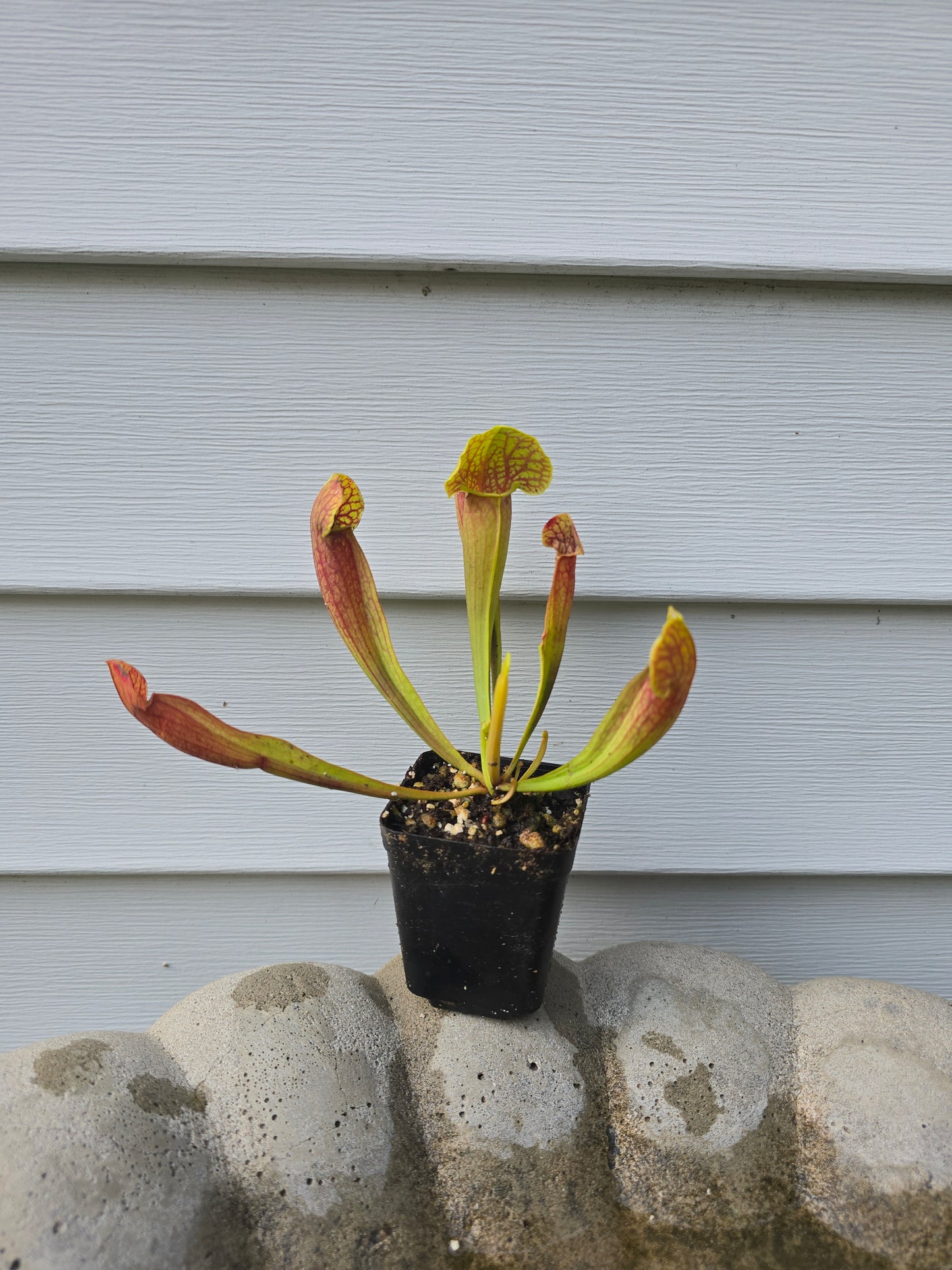 Sarracenia 'Barba Green', 2", Live Plant, Pitcher plant