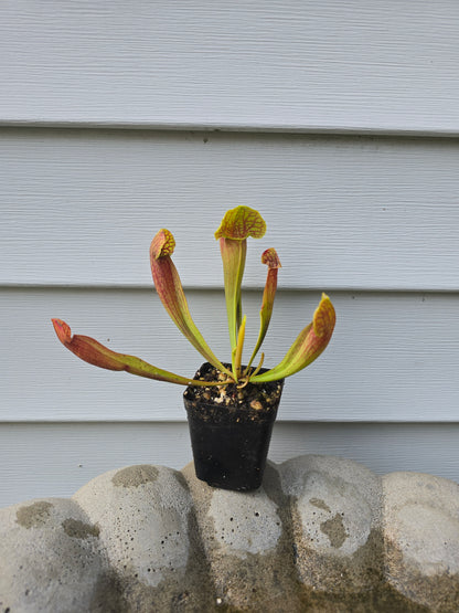 Sarracenia 'Barba Green', 2", Live Plant, Pitcher plant