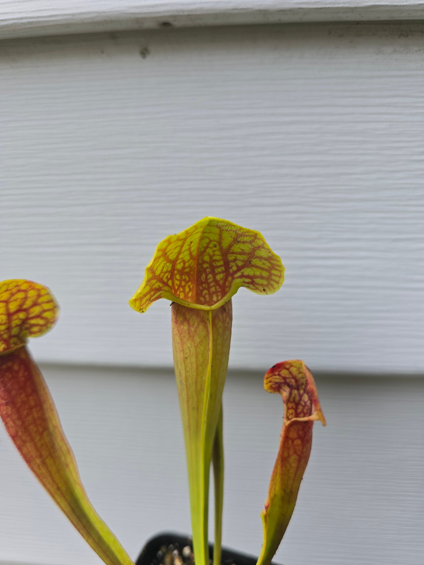 Sarracenia 'Barba Green', 2", Live Plant, Pitcher plant