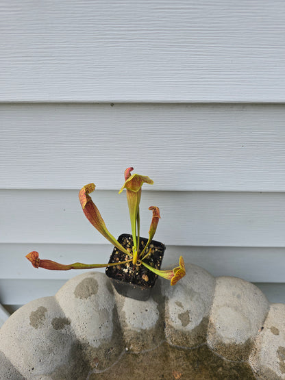 Sarracenia 'Barba Green', 2", Live Plant, Pitcher plant