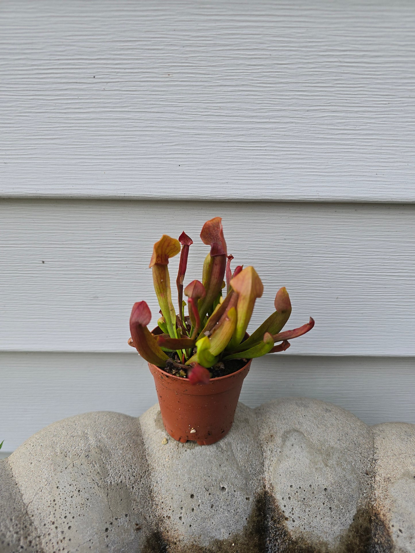 Sarracenia x Chelsonii, 2", Live Plant, Pitcher plant