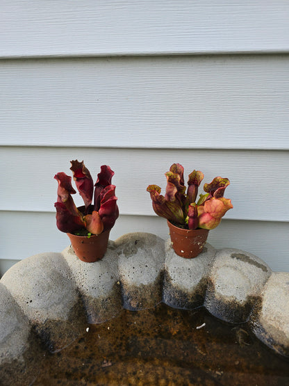 Sarracenia Purpurea, Live plant, Pitcher plant