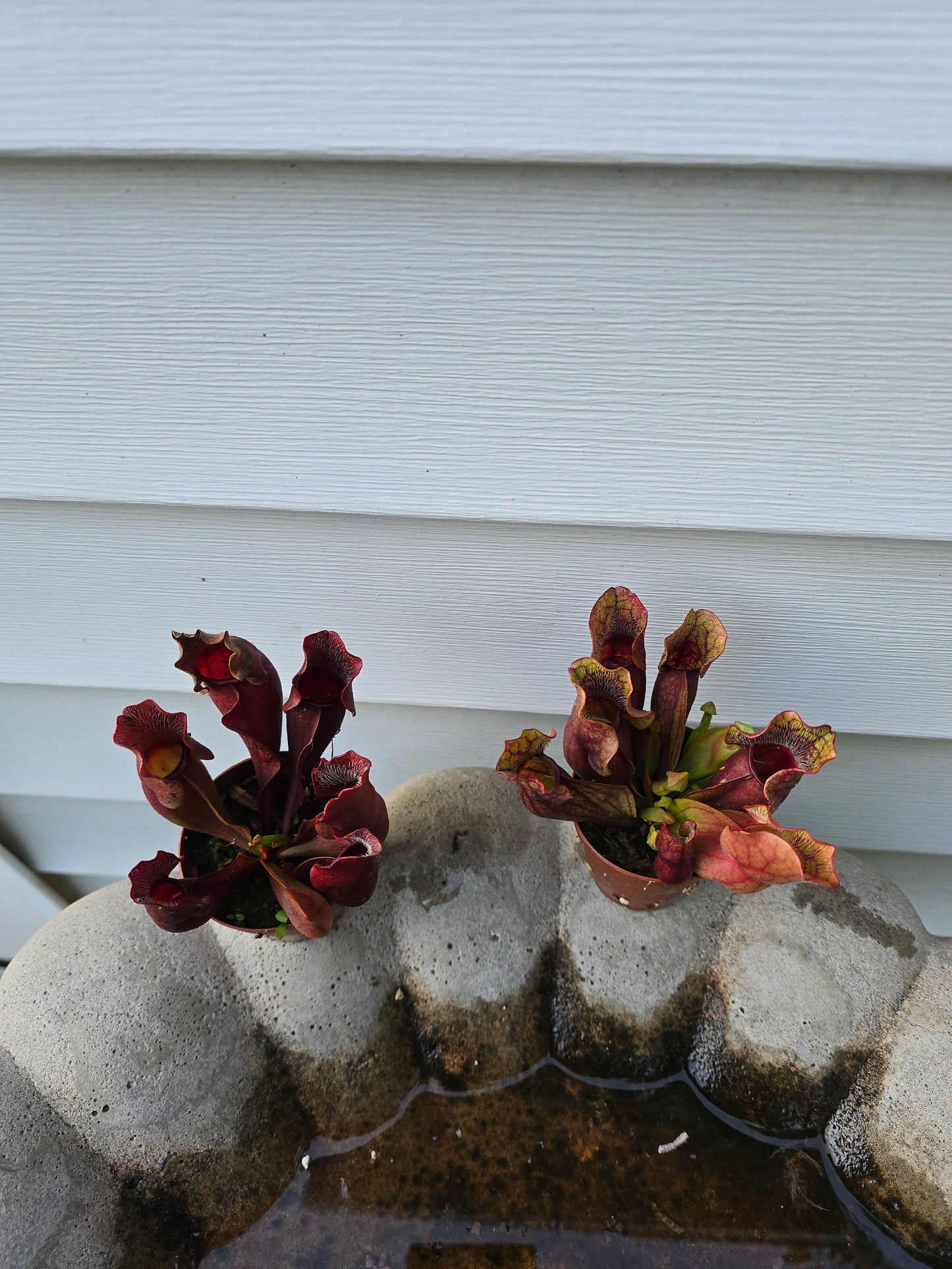 Sarracenia Purpurea, Live plant, Pitcher plant