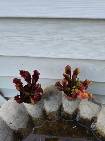 Sarracenia Purpurea, Live plant, Pitcher plant