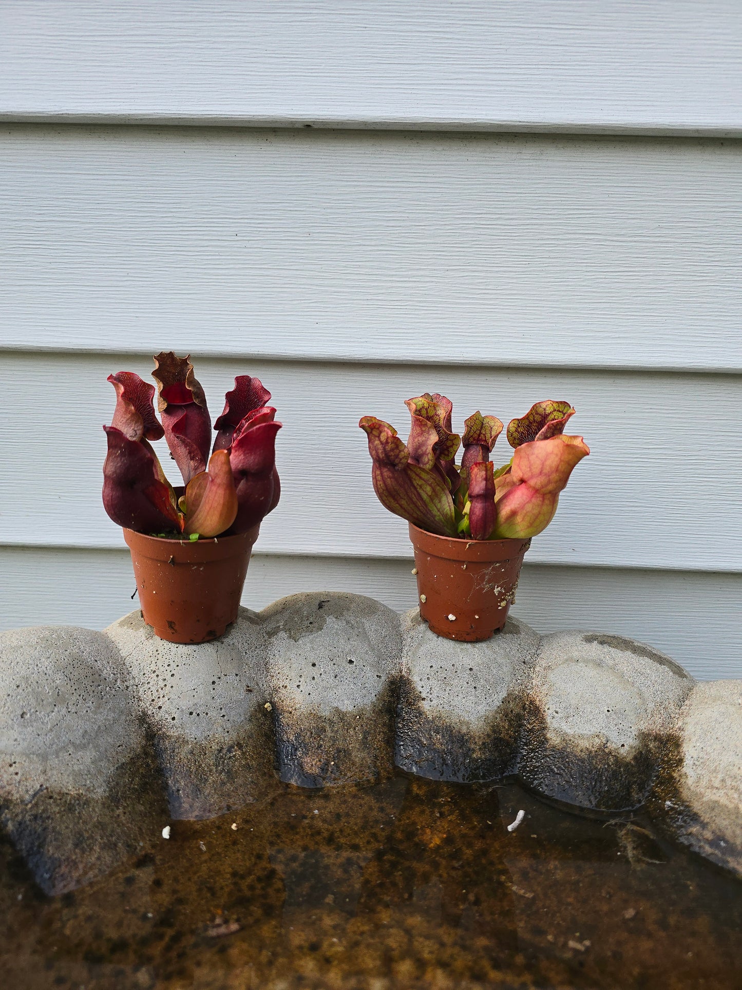 Sarracenia Purpurea, Live plant, Pitcher plant