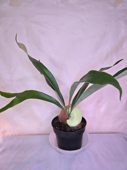 Platycerium Bifurcatum, Staghorn Fern, 6'', Fern, Live Plant