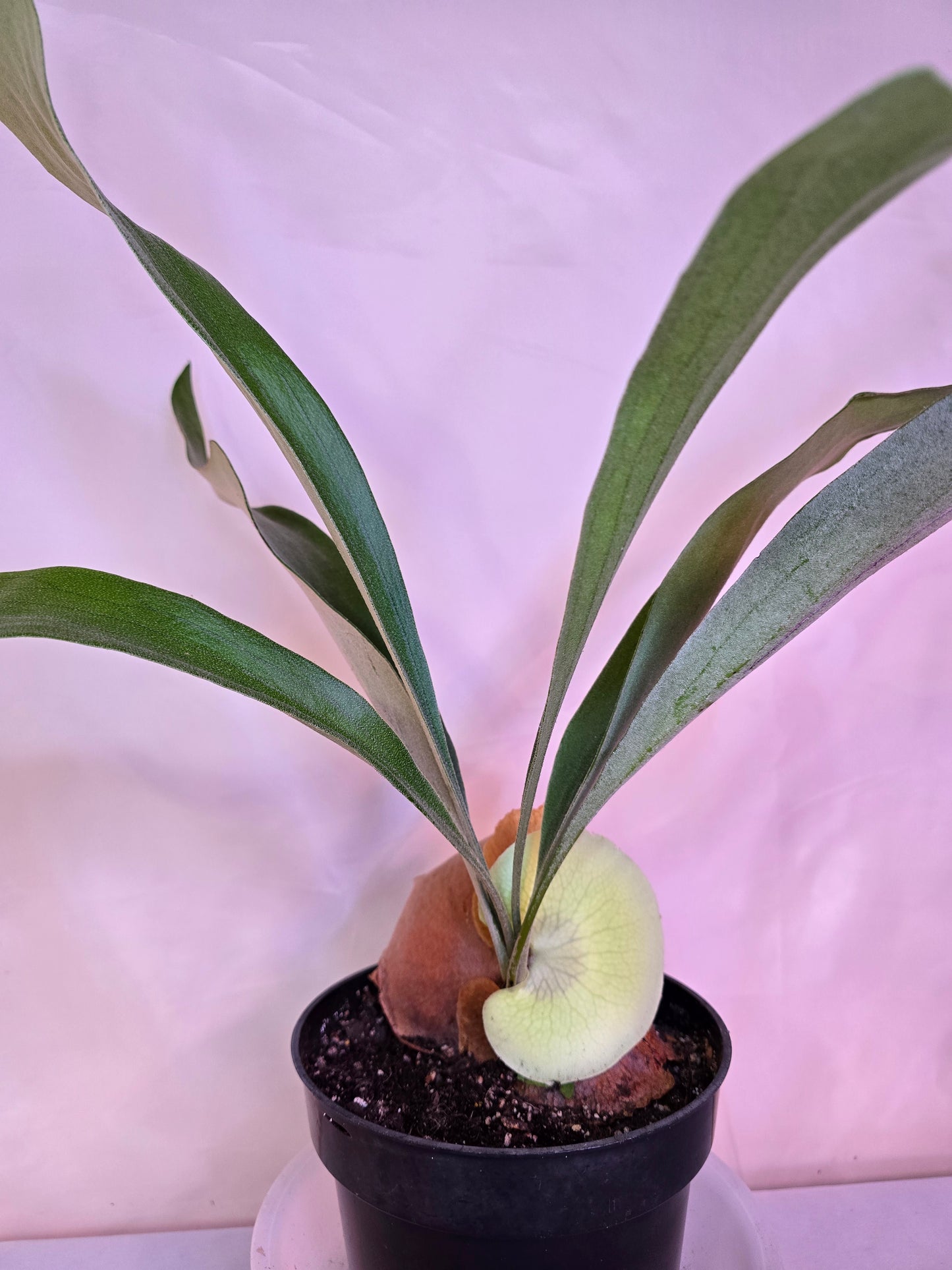 Platycerium Bifurcatum, Staghorn Fern, 6'', Fern, Live Plant