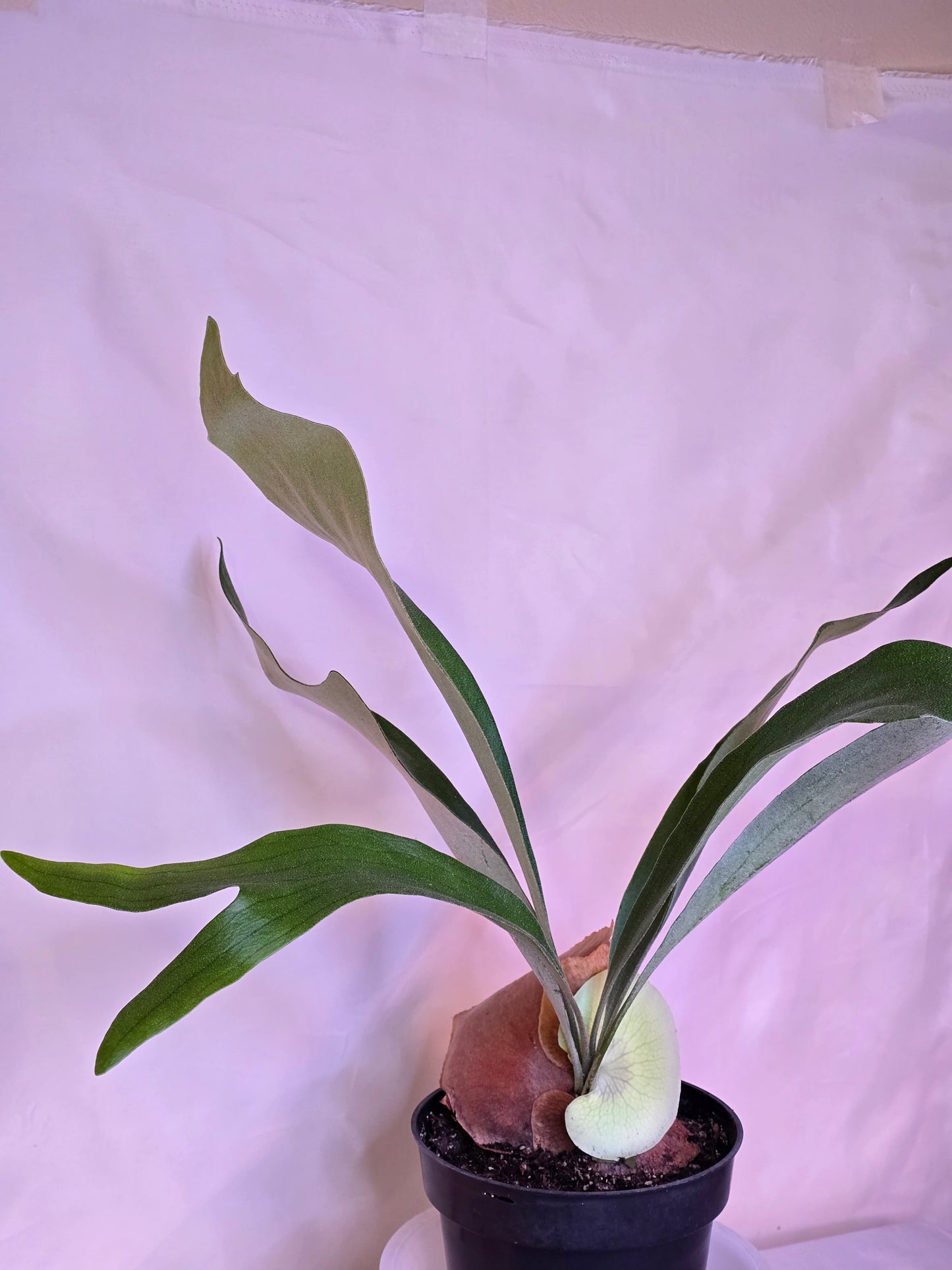 Platycerium Bifurcatum, Staghorn Fern, 6'', Fern, Live Plant