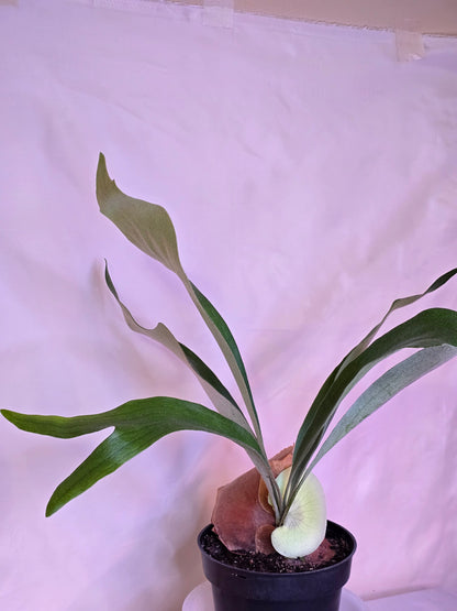 Platycerium Bifurcatum, Staghorn Fern, 6'', Fern, Live Plant