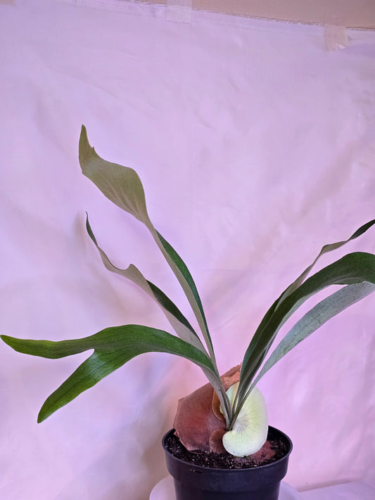 Platycerium Bifurcatum, Staghorn Fern, 6'', Fern, Live Plant