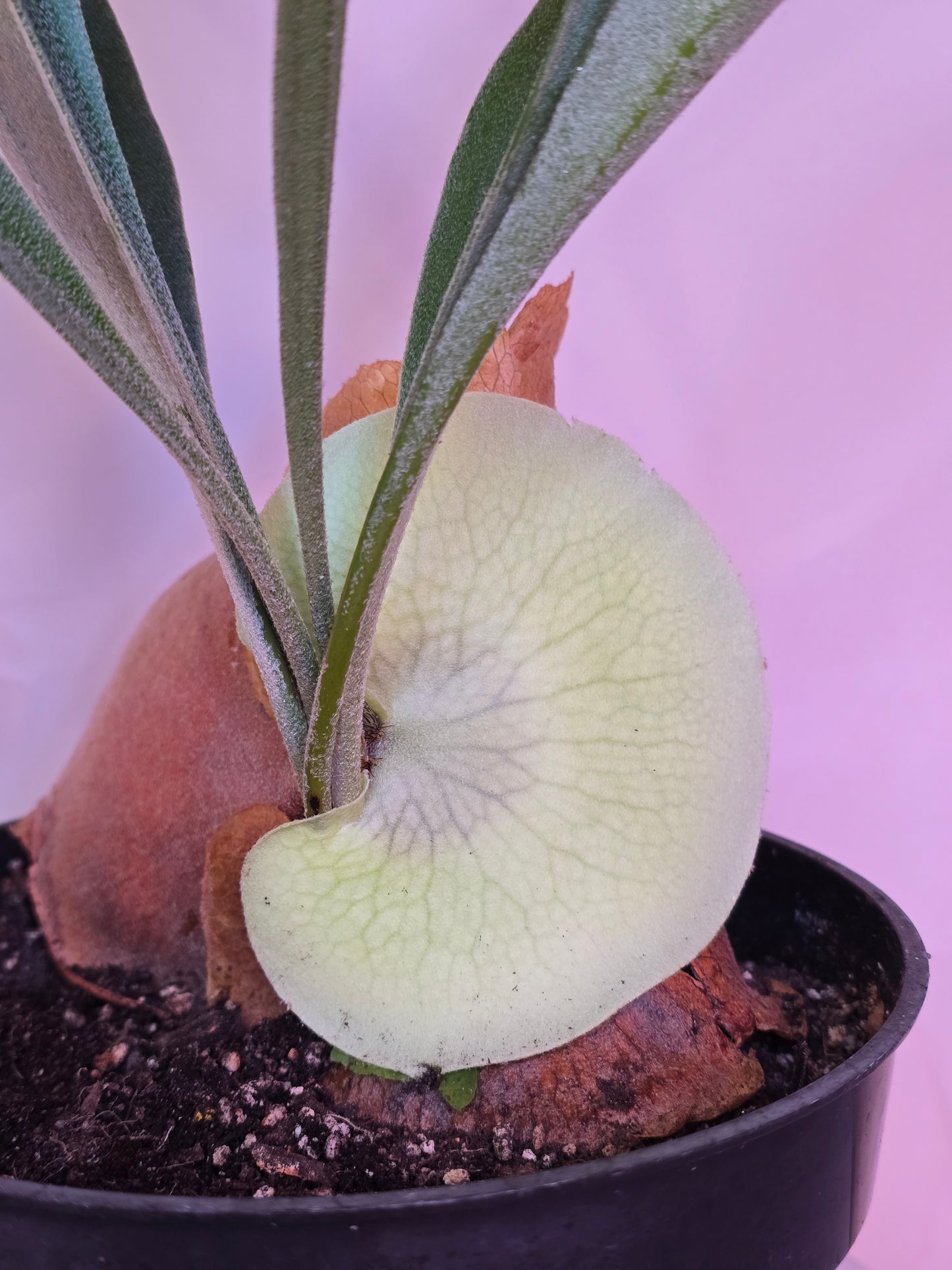 Platycerium Bifurcatum, Staghorn Fern, 6'', Fern, Live Plant