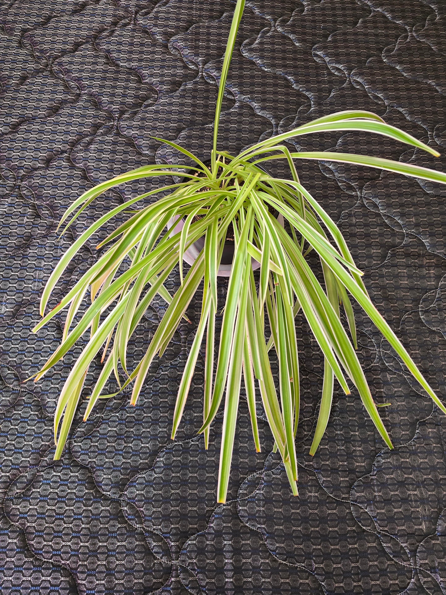 Chlorophytum Comosum "Irish", 6'', Live Plant, Spider Plant