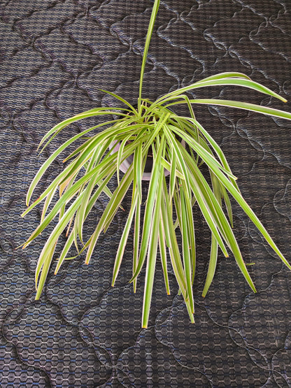 Chlorophytum Comosum "Irish", 6'', Live Plant, Spider Plant