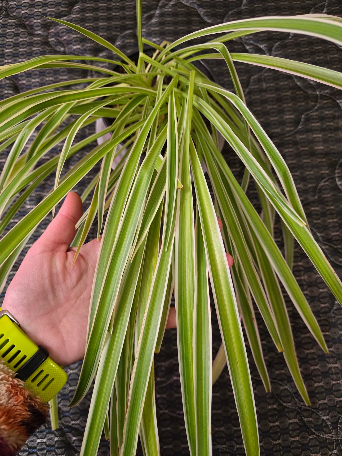 Chlorophytum Comosum "Irish", 6'', Live Plant, Spider Plant