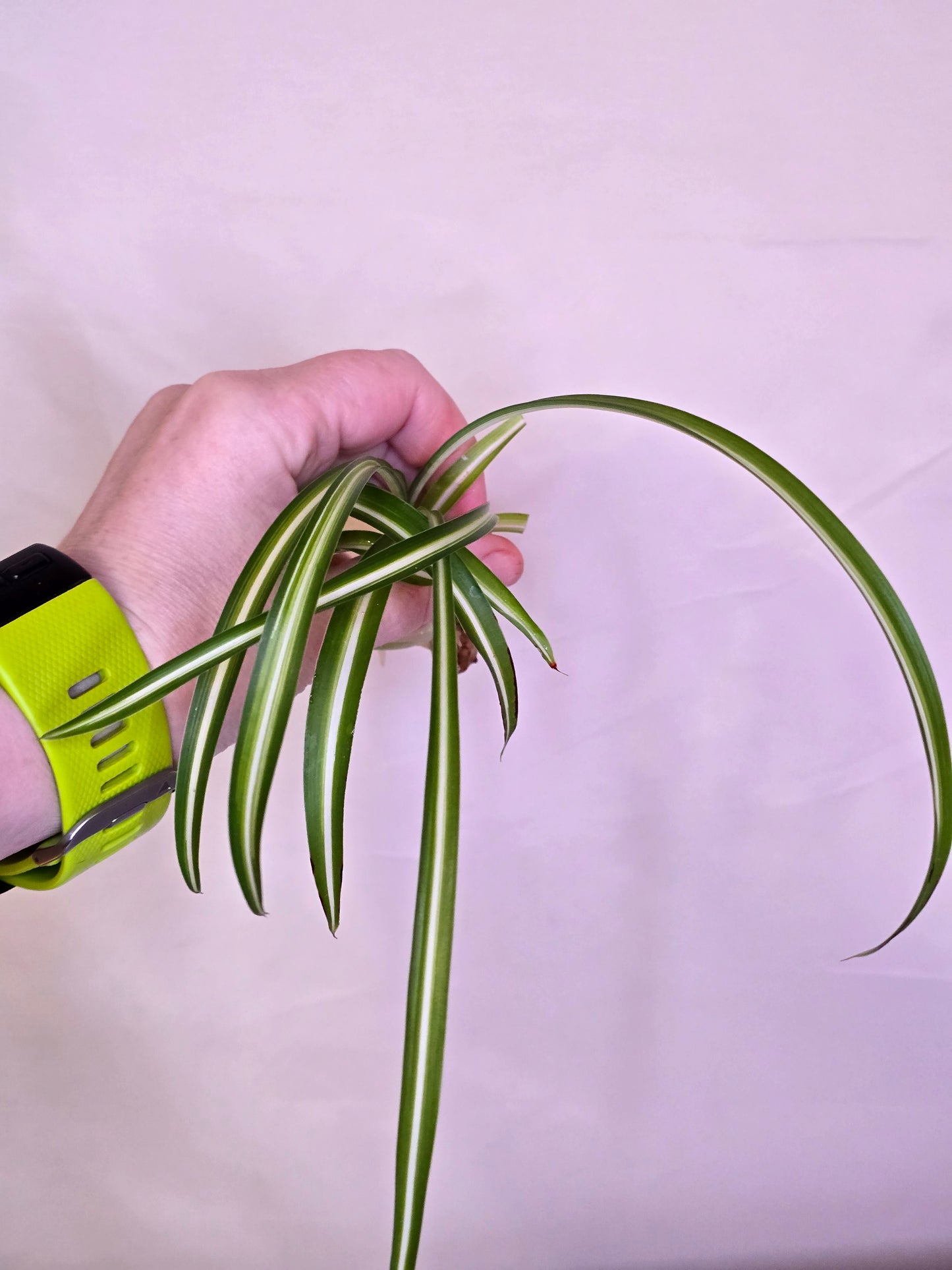 Chlorophytum Comosum "Bonny", Babies, Live Plant, Spider Plant