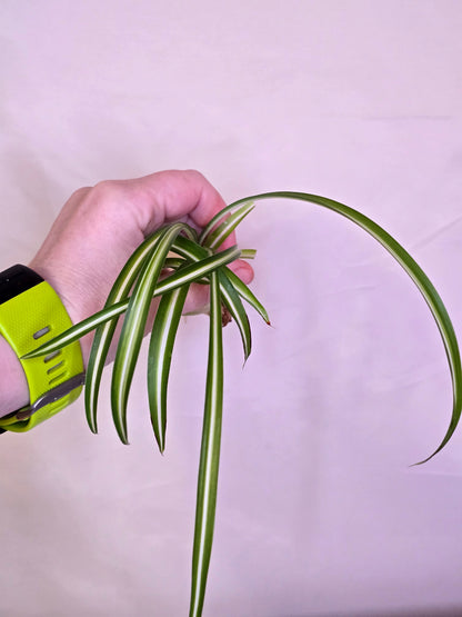 Chlorophytum Comosum "Bonny", Babies, Live Plant, Spider Plant