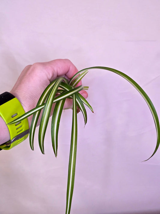 Chlorophytum Comosum "Bonny", Babies, Live Plant, Spider Plant