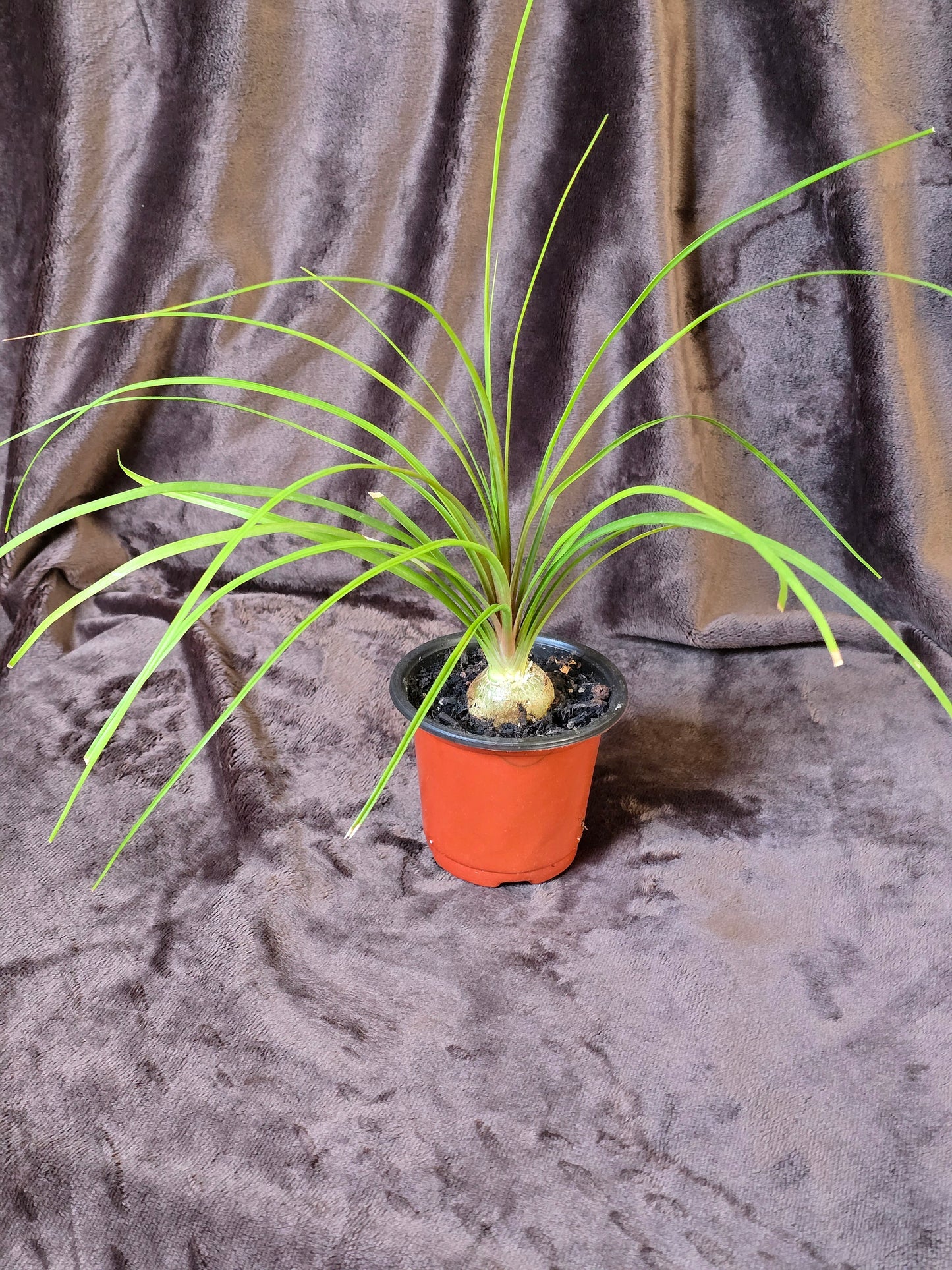 Ponytail Palm, 3.5'', Beaucarnea Recurvata, Live Plant
