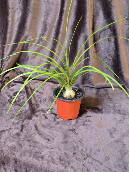 Ponytail Palm, 3.5'', Beaucarnea Recurvata, Live Plant