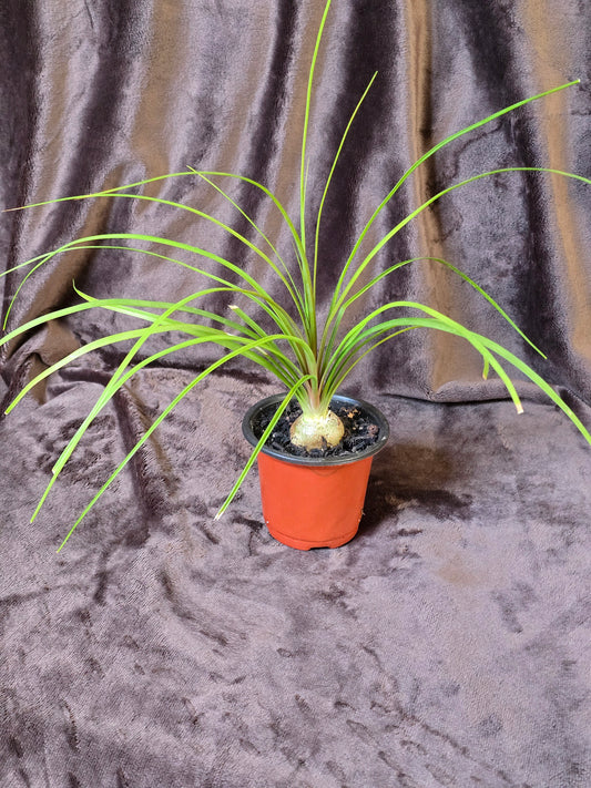 Ponytail Palm, 3.5'', Beaucarnea Recurvata, Live Plant