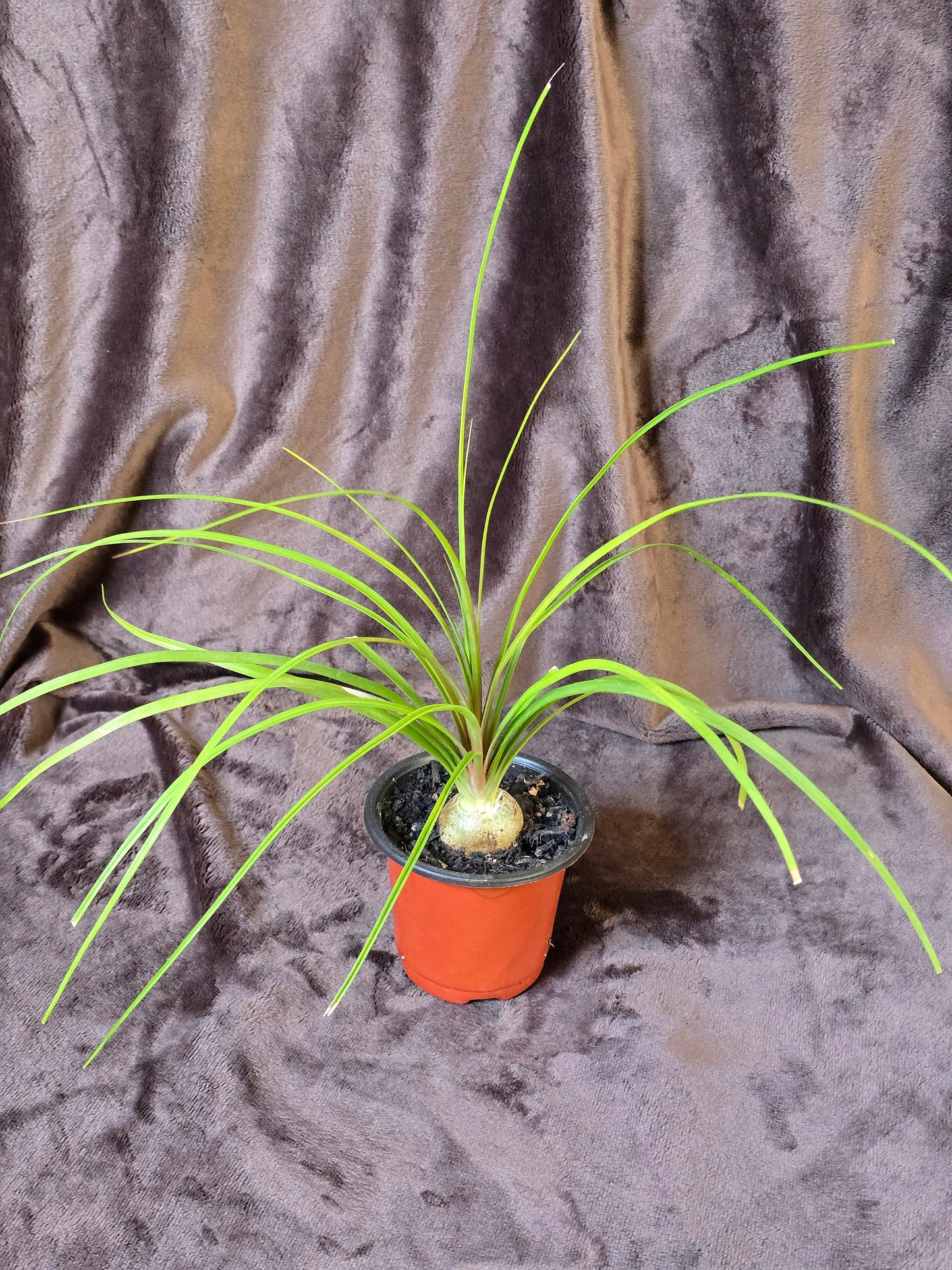 Ponytail Palm, 3.5'', Beaucarnea Recurvata, Live Plant