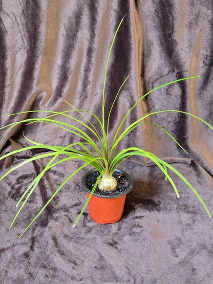 Ponytail Palm, 3.5'', Beaucarnea Recurvata, Live Plant