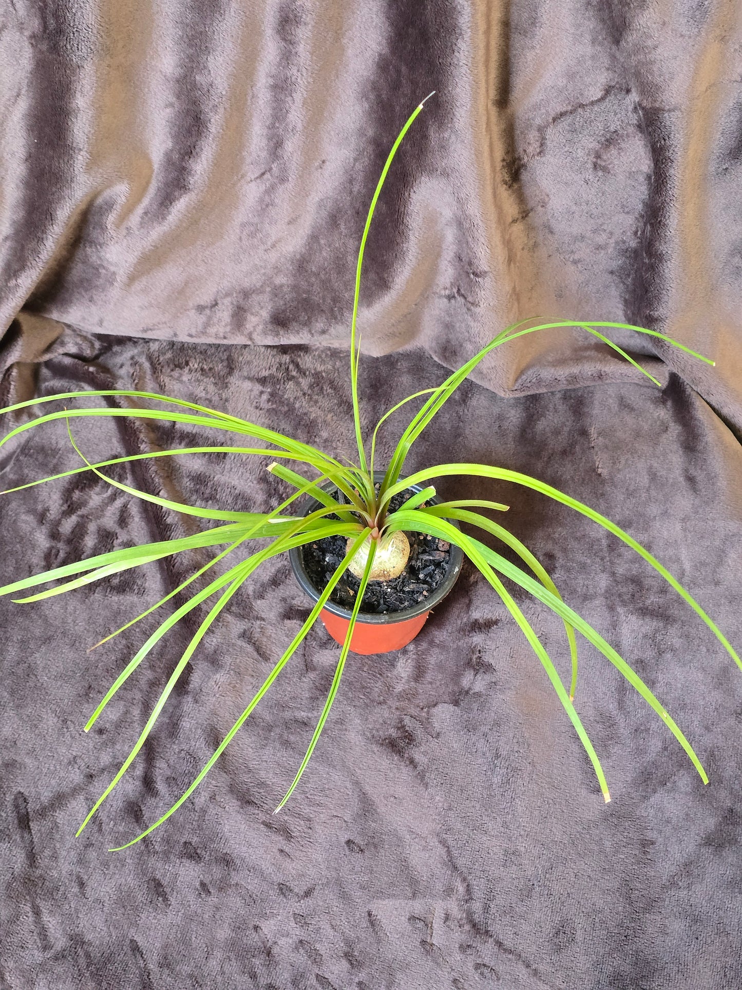 Ponytail Palm, 3.5'', Beaucarnea Recurvata, Live Plant
