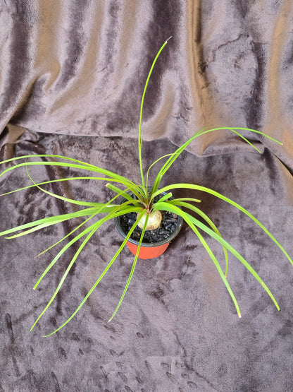 Ponytail Palm, 3.5'', Beaucarnea Recurvata, Live Plant