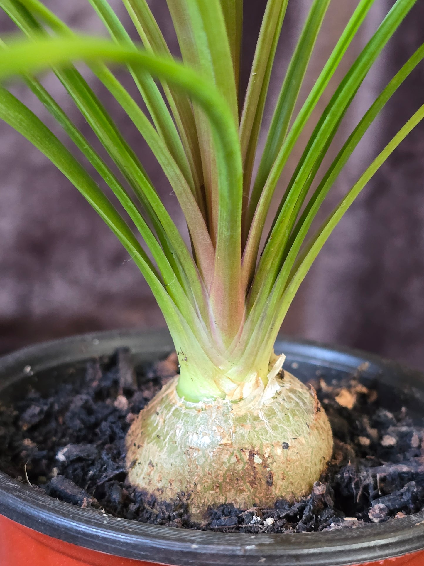 Ponytail Palm, 3.5'', Beaucarnea Recurvata, Live Plant
