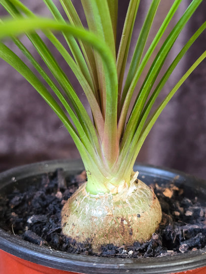 Ponytail Palm, 3.5'', Beaucarnea Recurvata, Live Plant