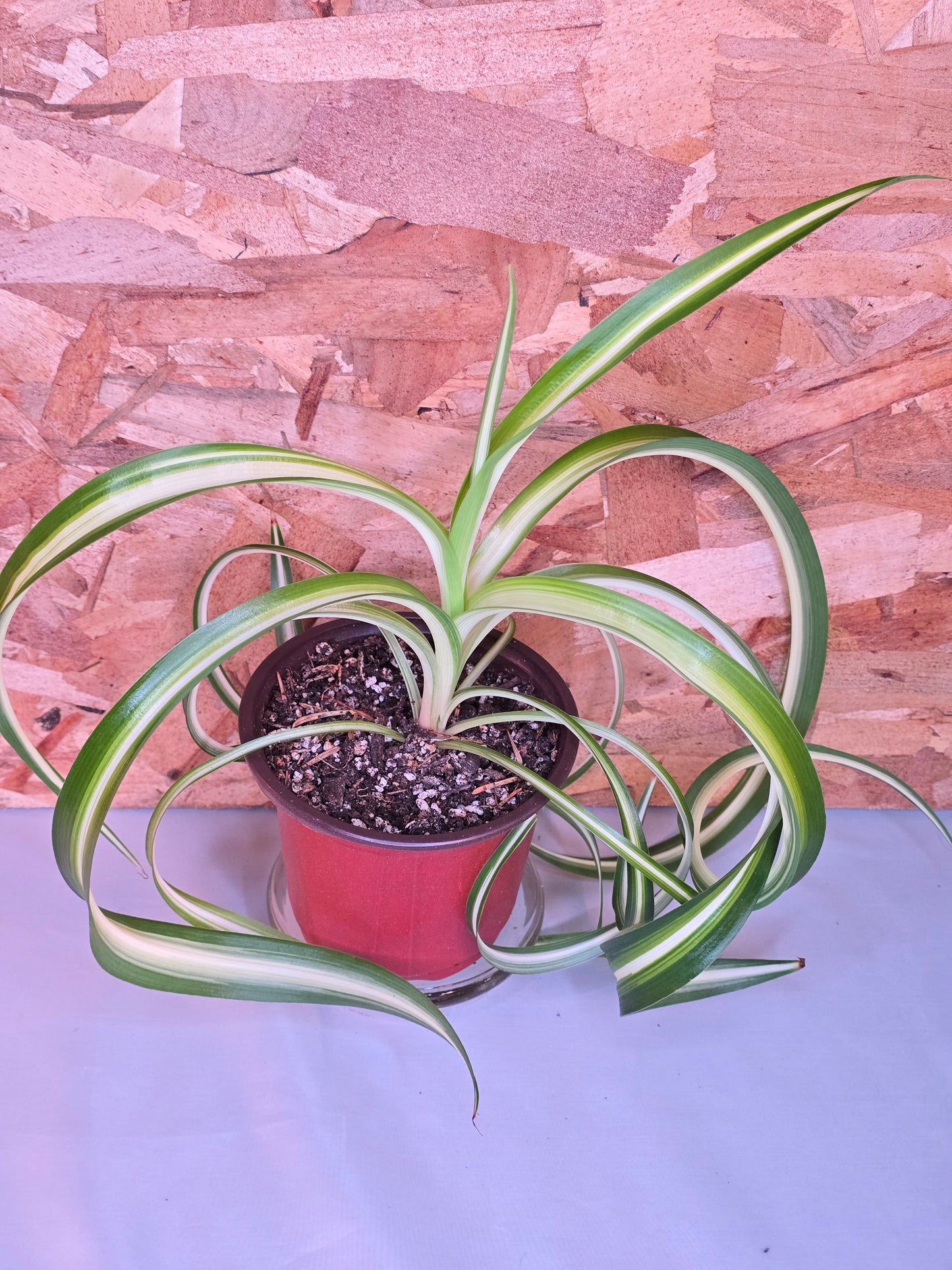 Chlorophytum Comosum "Bonny", Live Plant, Spider Plant
