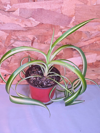Chlorophytum Comosum "Bonny", Live Plant, Spider Plant