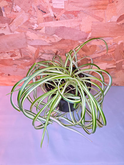 Chlorophytum Comosum "Bonny", Live Plant, Spider Plant