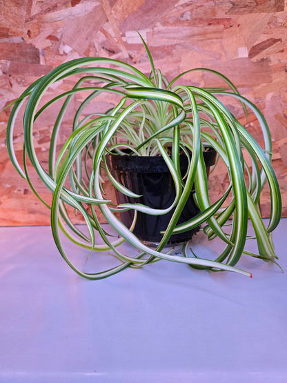 Chlorophytum Comosum "Bonny", Live Plant, Spider Plant