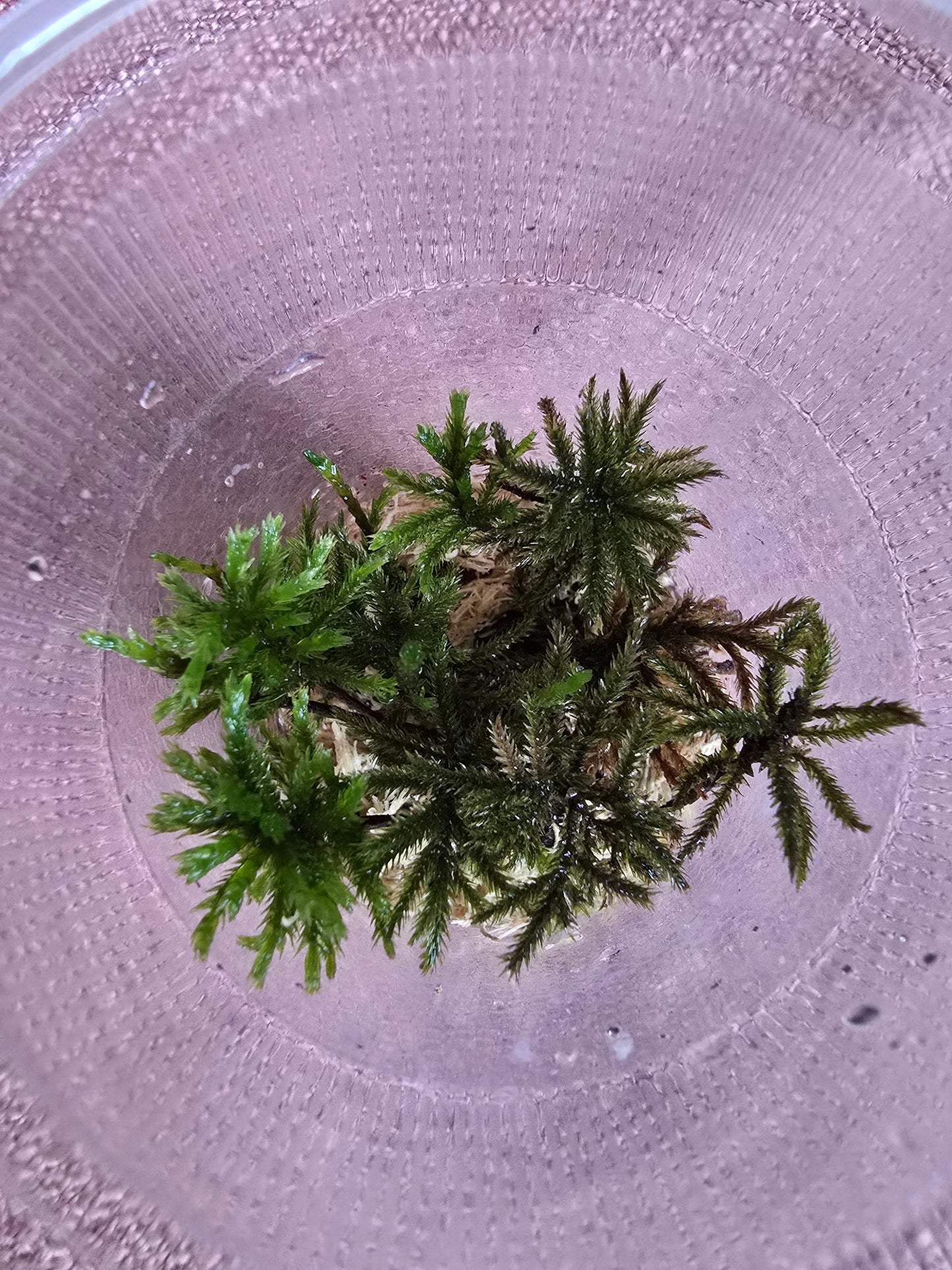 American Tree Moss, 10 pcs, Climacium Dendroides